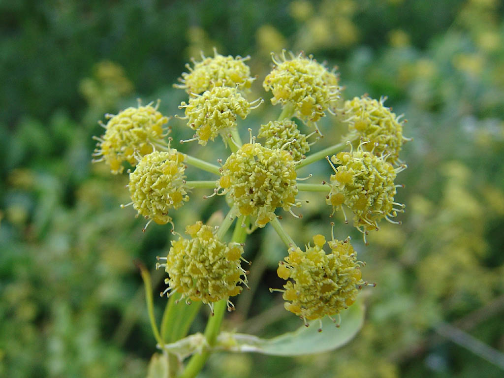 Любисток фото. Любисток Levisticum officinalis. Любисток соцветие. Дудочник Любисток. Любисток лекарственный Levisticum officinalis.