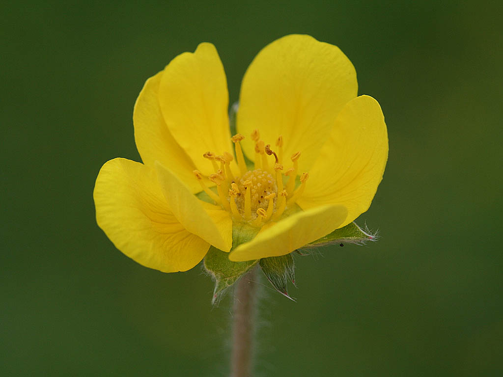 Лапчатка гусиная. Лапчатка гусиная (Potentilla anserina l.). Гусиная лапка. Лапчатка гусиная, гусиная лапка Potentilla anserina l..